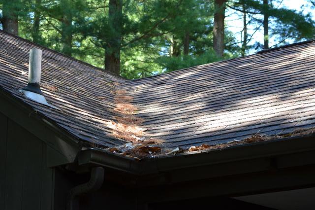A roof in Canton before we cleaned it. The gutters and the roof are covered with debris.