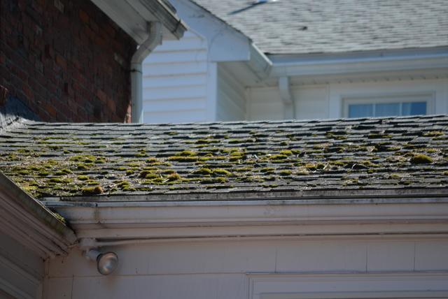 Before picture of a moss covered damaged roof in Newton.