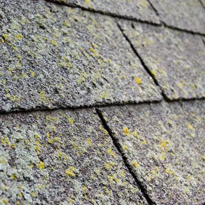 Close-up of aging asphalt shingles with moss and lichen growth
