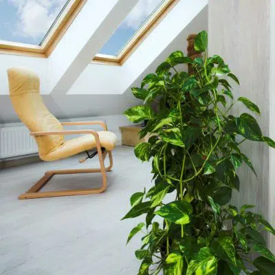 sitting area with chair and vining plant under two large skylights with blue skies